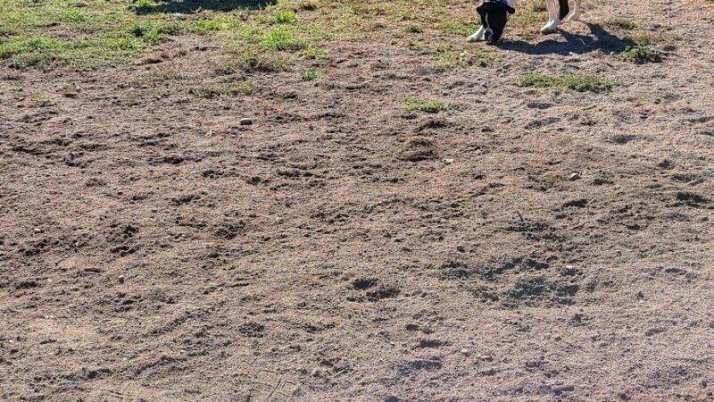 Greenwood Dog Park - Grants Pass, OR