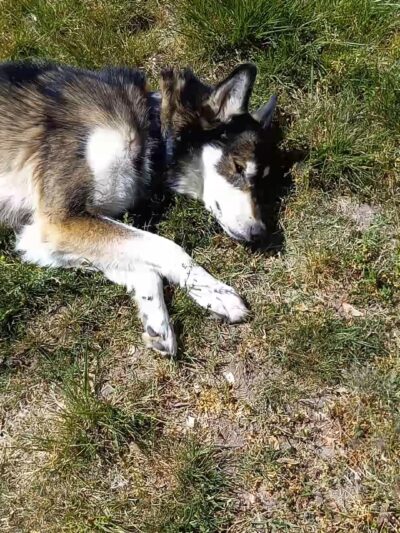 Greenwood Dog Park - Grants Pass, OR
