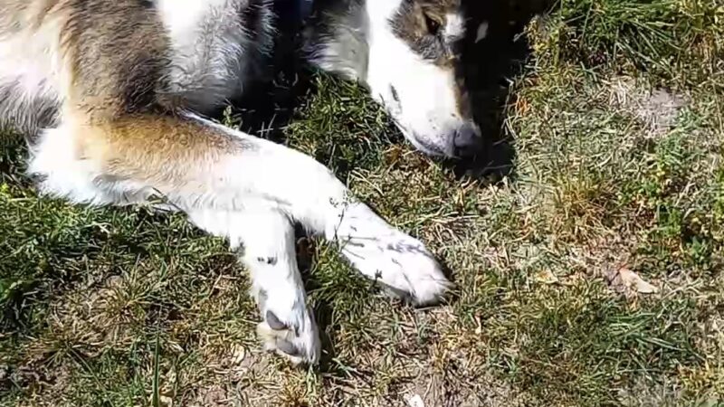 Greenwood Dog Park - Grants Pass, OR