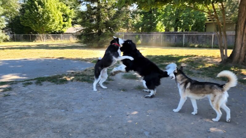 Greenwood Dog Park - Grants Pass, OR