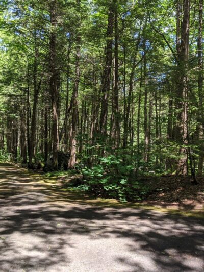 Granville State Forest - Granville, MA