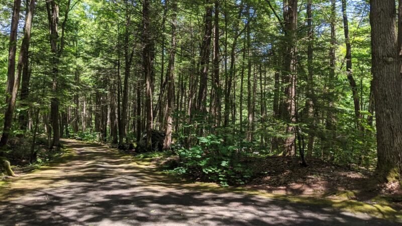 Granville State Forest - Granville, MA