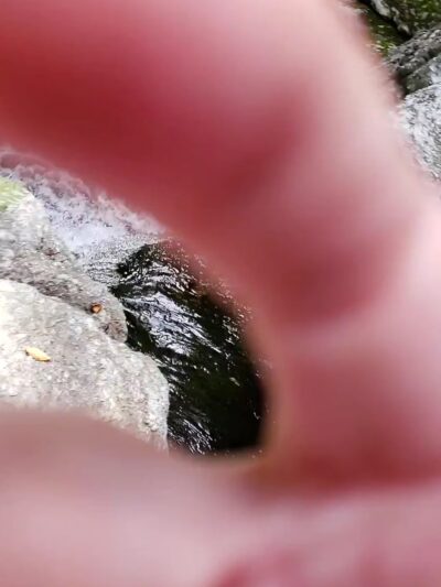 Granville State Forest - Granville, MA