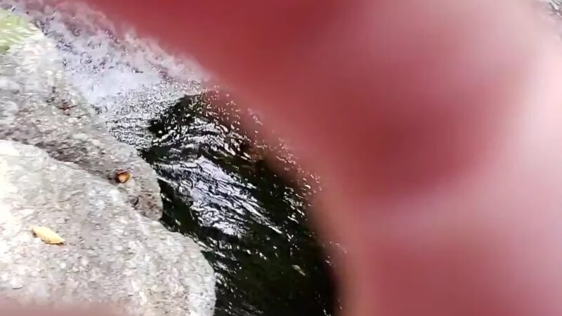 Granville State Forest - Granville, MA