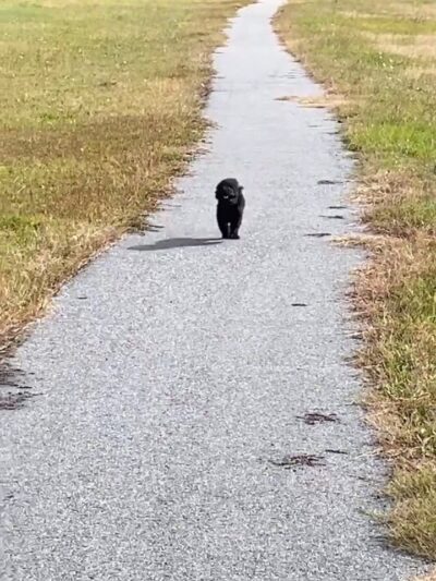 Gray Court Community Park - Gray Court, SC