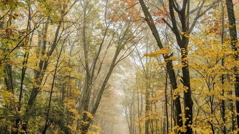 Benedict Pond Loop - Great Barrington, MA