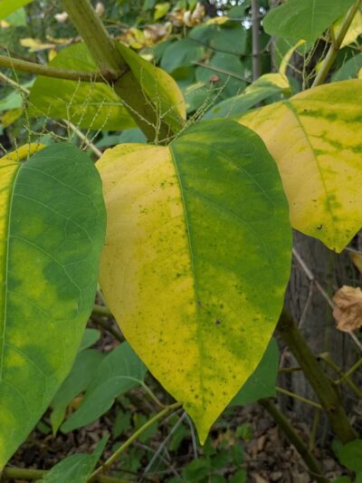 Great Bend Park - Great Bend, PA