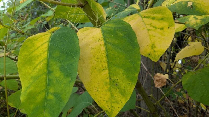 Great Bend Park - Great Bend, PA