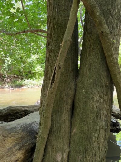 Dave’s Lookout - Great Falls, VA