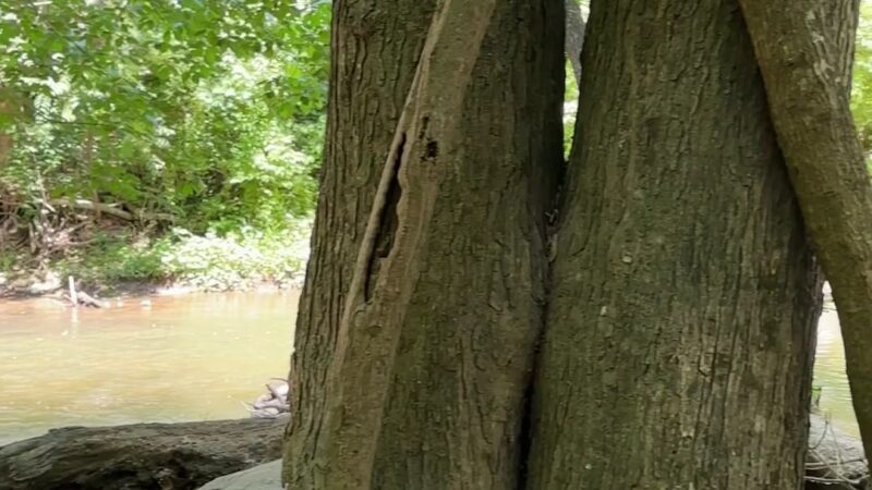 Dave’s Lookout - Great Falls, VA