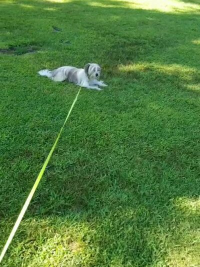 Allenwood Park - Great Neck, NY