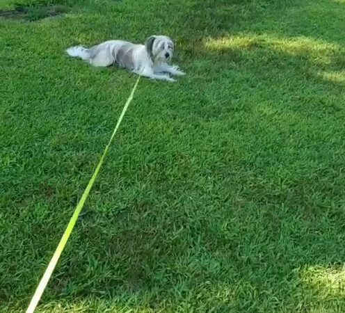 Allenwood Park - Great Neck, NY