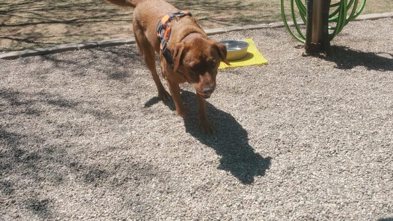 Quail Creek Dog Park - Green Valley, AZ