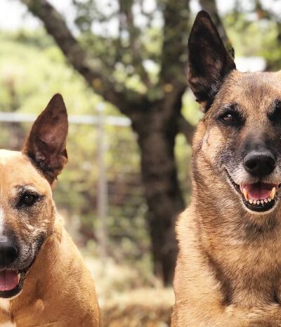 Green Valley Dog Training - ,