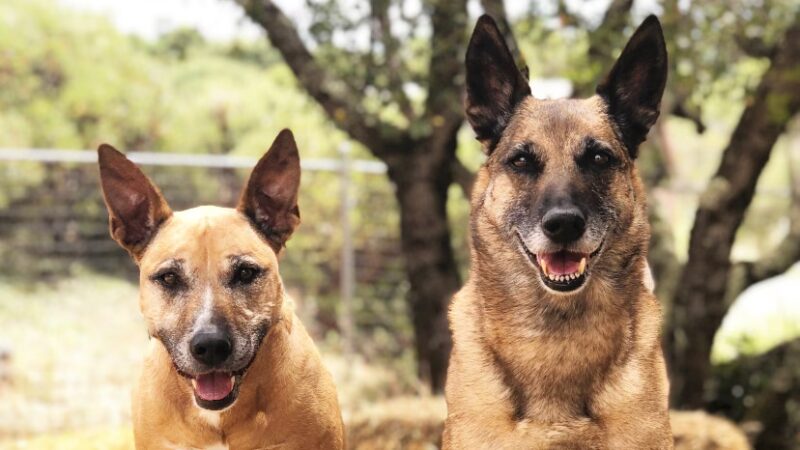 Green Valley Dog Training - ,