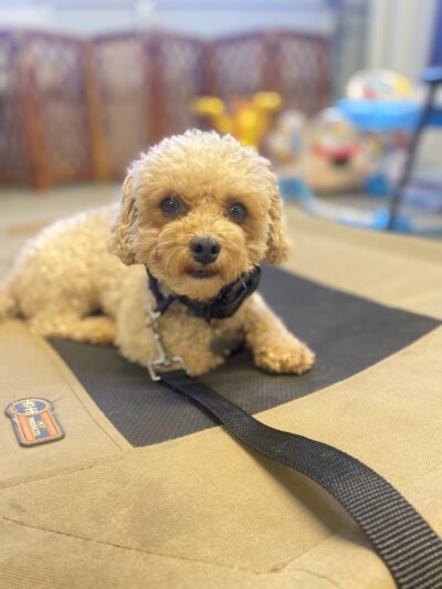 Green Valley Dog Training - ,