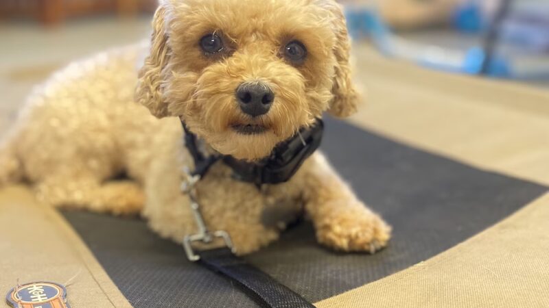 Green Valley Dog Training - ,
