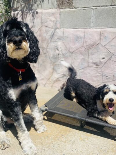 Green Valley Dog Training - ,