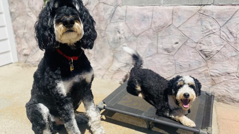 Green Valley Dog Training - ,