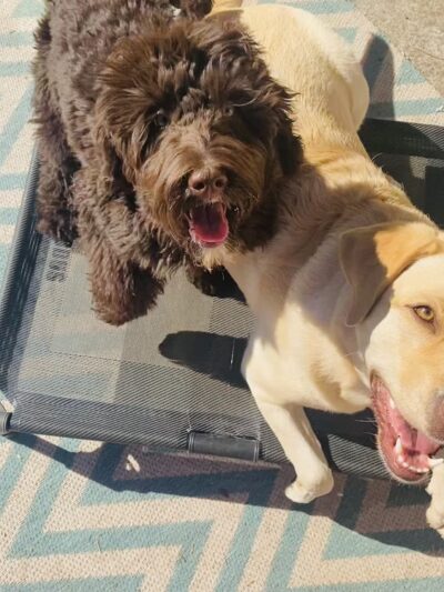 Green Valley Dog Training - ,