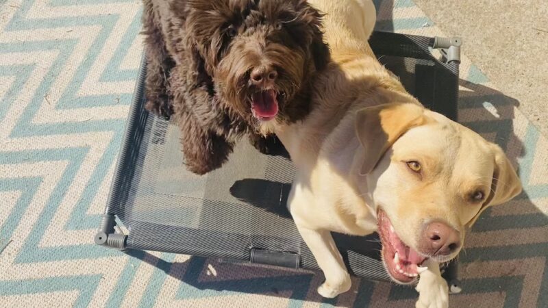Green Valley Dog Training - ,