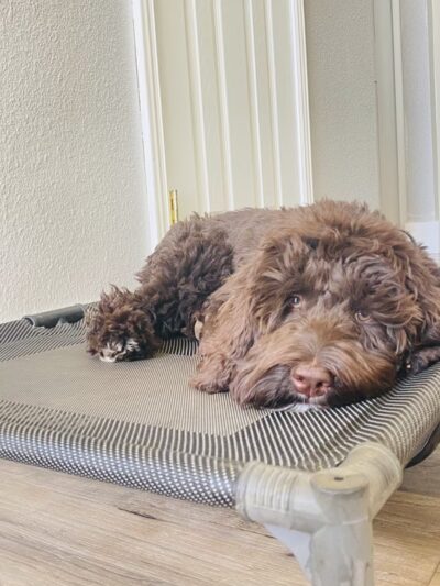 Green Valley Dog Training - ,