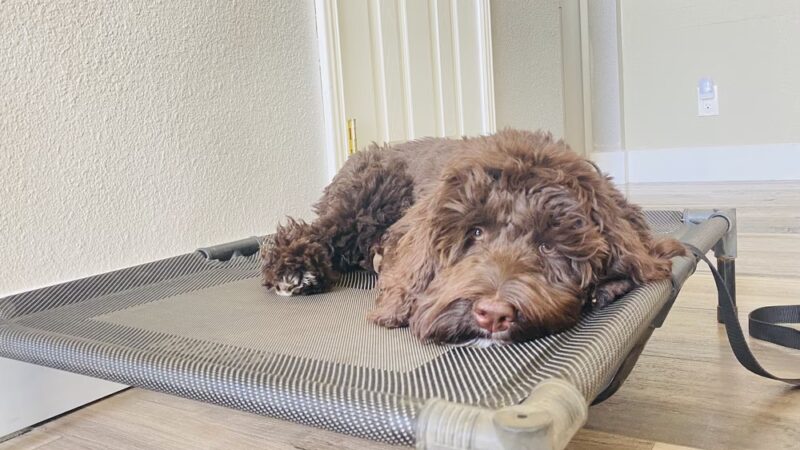 Green Valley Dog Training - ,