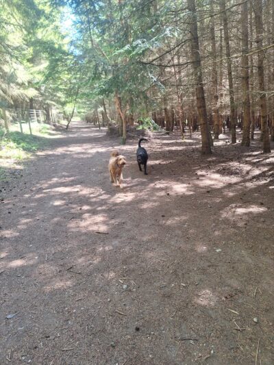Greenbank Off-Leash Area - Greenbank, WA