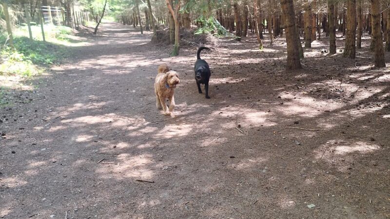 Greenbank Off-Leash Area - Greenbank, WA