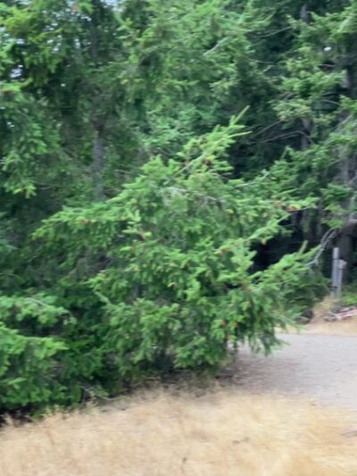 Greenbank Off-Leash Area - Greenbank, WA