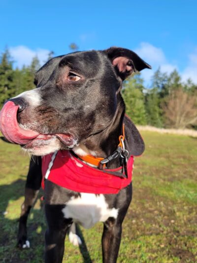 Greenbank Off-Leash Area - Greenbank, WA