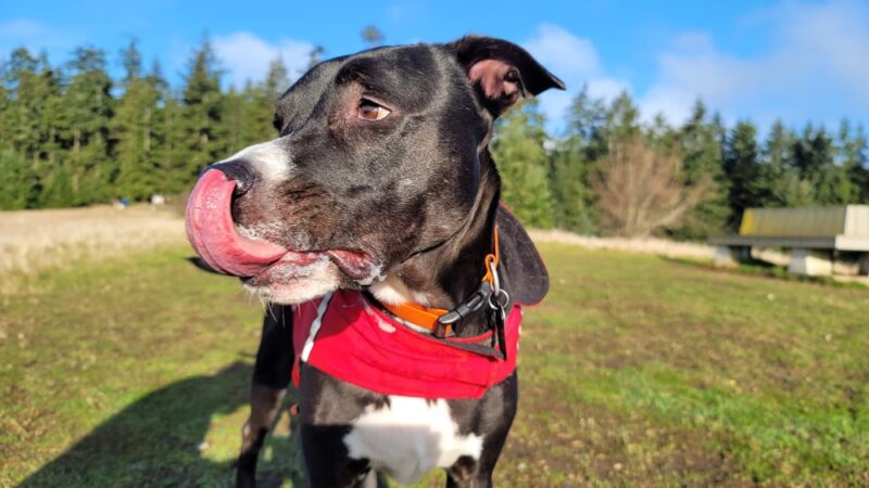 Greenbank Off-Leash Area - Greenbank, WA