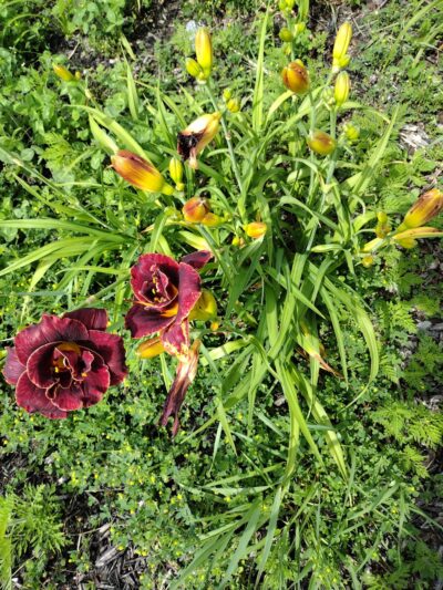 Big Walnut Sports Park - Greencastle, IN