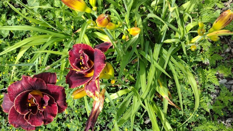 Big Walnut Sports Park - Greencastle, IN