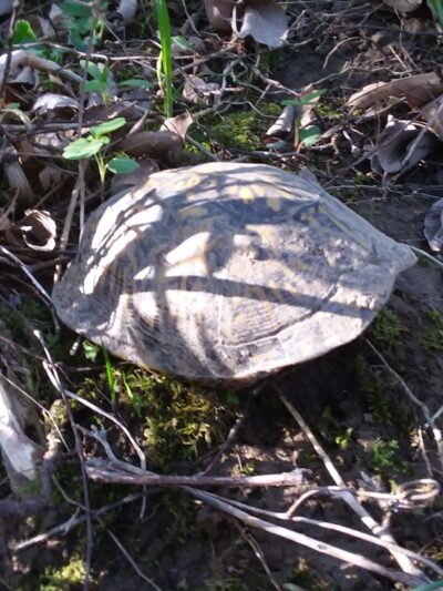 Walking/biking Path - Greencastle, IN