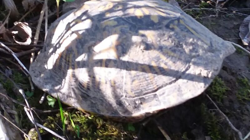 Walking/biking Path - Greencastle, IN