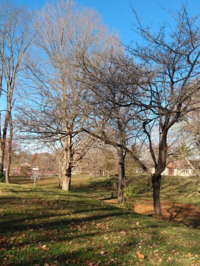 Riley Park - Greenfield, IN