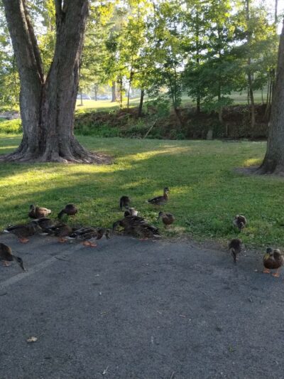 Riley Park - Greenfield, IN