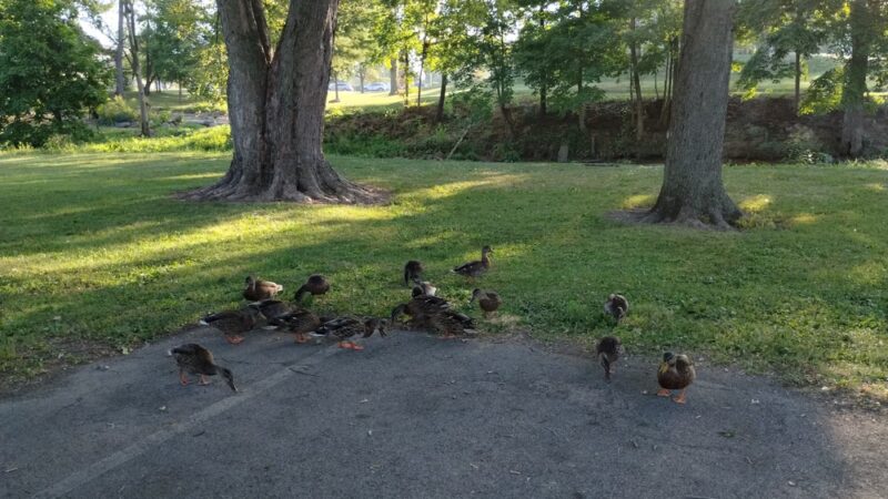 Riley Park - Greenfield, IN