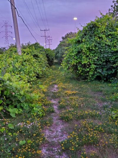 The Powerline Trail (trailhead 1 eastbound) - Greenfield, WI