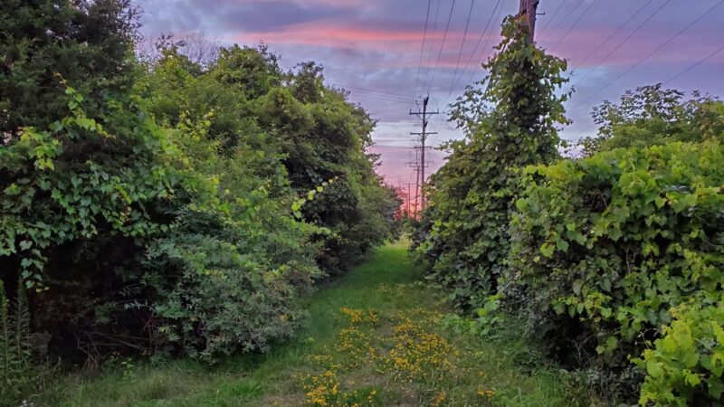 The Powerline Trail (trailhead 1 eastbound) - Greenfield, WI