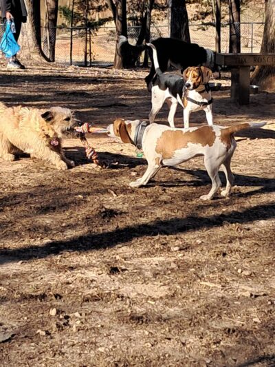 Dog Park - Greensboro, NC