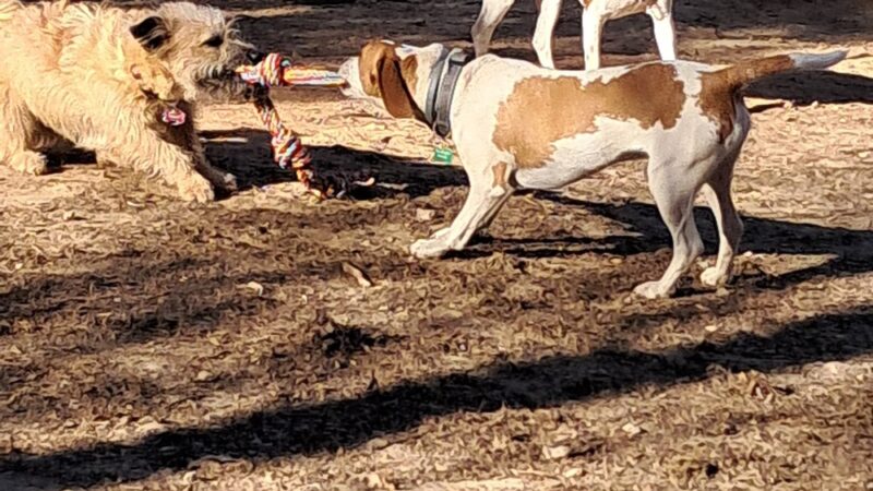 Dog Park - Greensboro, NC