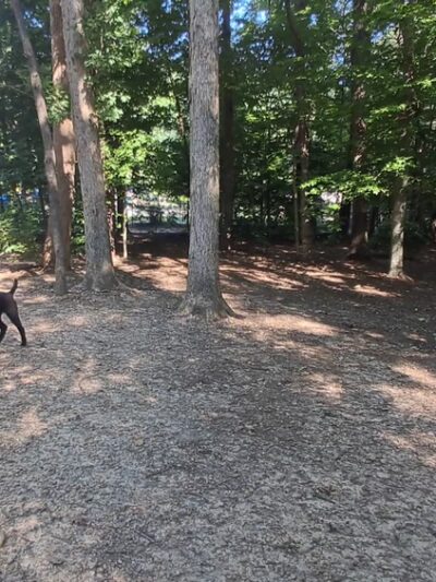 Dog Park - Greensboro, NC