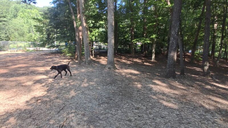 Dog Park - Greensboro, NC