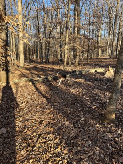 Dog Park - Greensboro, NC