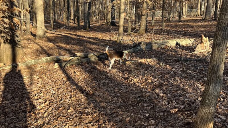 Dog Park - Greensboro, NC