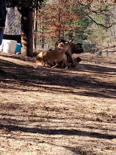 Dog Park - Greensboro, NC
