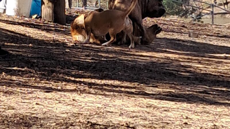 Dog Park - Greensboro, NC