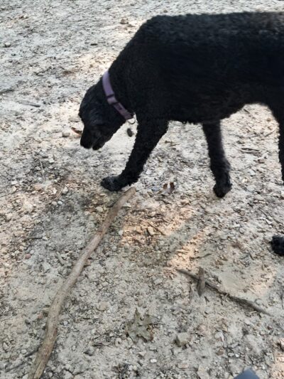 Dog Park - Greensboro, NC